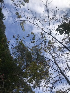 仰望林间天空与枝叶