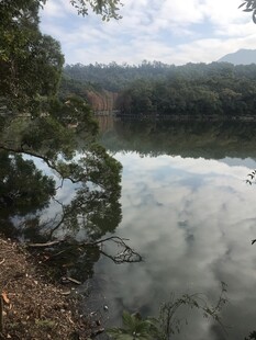 宁静湖畔森林美景