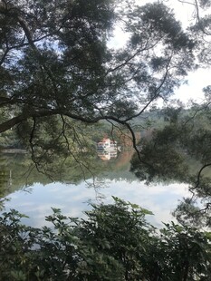 湖畔树林中的静谧景致