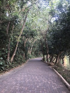 林间幽静砖铺小道