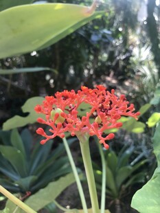 艳丽红色花朵绽放绿叶间