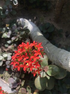 红色花朵绽放于绿植间