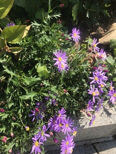 紫色小花绽放绿叶间