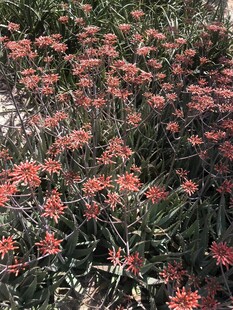 艳丽红色花卉植物景观
