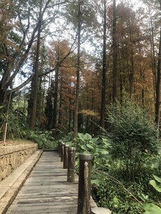 林间木栈道