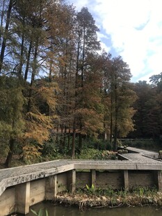秋日林间静谧石桥景观