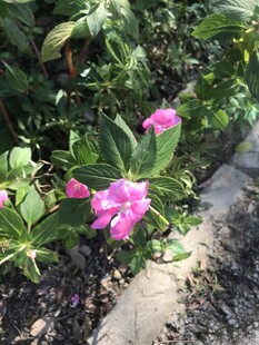 长春花