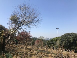 秋日郊野枯树