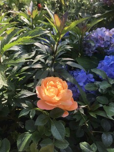 橙色玫瑰与蓝花