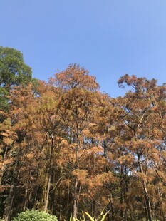 秋日斑斓树林美景