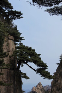 黄山奇松屹立悬崖