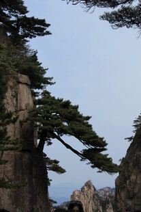 黄山奇松傲立绝壁