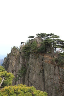 悬崖峭壁上的苍松