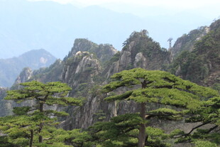 黄山奇峰与苍松美景