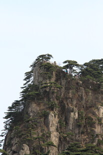 峻峭山峰上的苍松