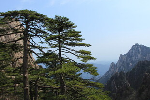 黄山劲松与壮丽山峦