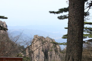 黄山奇峰旁的挺拔松树