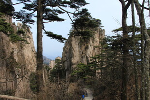 黄山奇峰间的挺拔松树