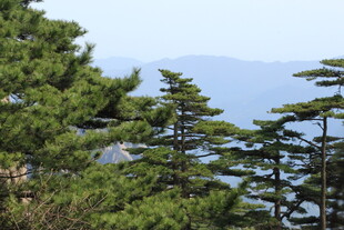 山林松景 远眺青山