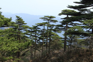 山林中的挺拔松树景观