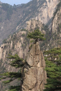 黄山奇峰上的孤松