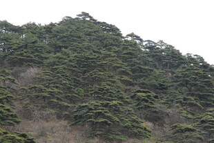 绿意盎然的葱郁山峰