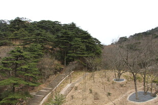 山间开阔地与树木景观