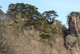 峻岭青松 自然奇景