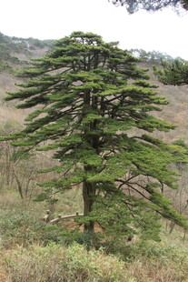 挺拔黎巴嫩雪松于山野