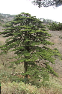 高大挺拔的黎巴嫩雪松