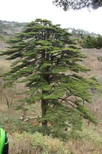 挺拔雪松屹立山间