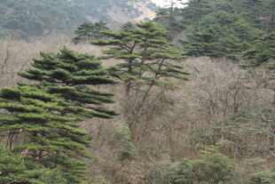 山林中的挺拔松树