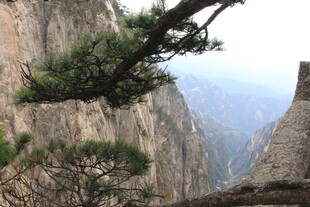 黄山奇峰上的苍松