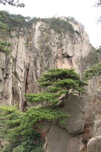 黄山奇峰上的苍松
