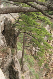 悬崖边的松树枝干伸展