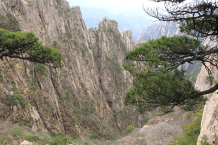黄山奇峰间的苍松美景