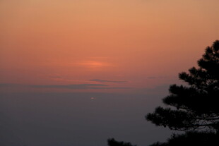 夕阳下的松树剪影