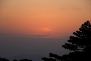 日落时分的树梢剪影