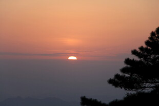 夕阳西下树梢间美景