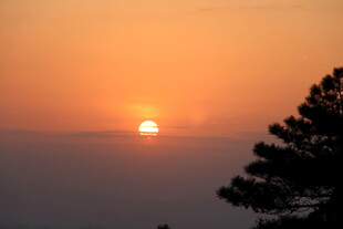 夕阳西下松树剪影美景
