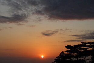 日落时分的树梢与霞光