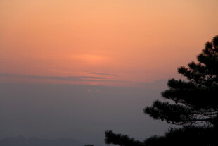 夕阳下的树梢美景