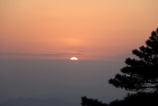 日落时分的树梢美景