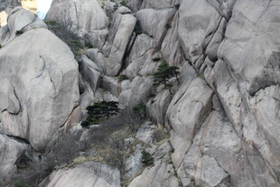 嶙峋怪石间的一抹绿意