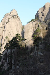 巍峨山峰间的挺拔树木