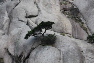 石上孤松