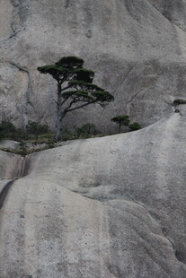 孤松傲立岩石间