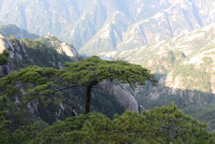 壮丽山景中的葱郁松树