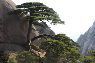 黄山奇松屹立于山石间