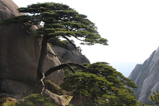 黄山奇松傲立绝壁